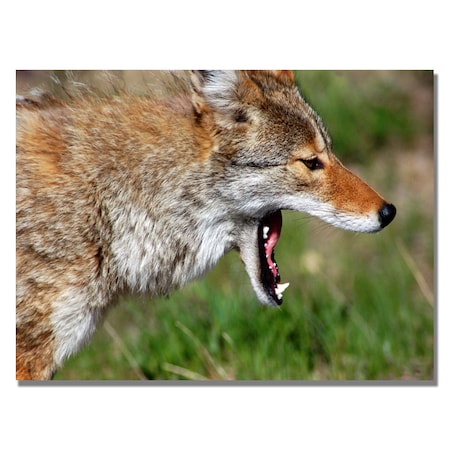 Trademark Fine Art Nicole Dietz 'Yellowstone Coyote' Canvas Art, 30x47 ND046-C3047GG